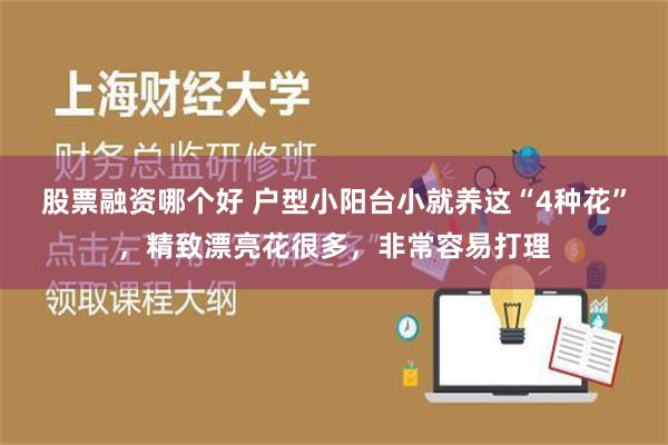 股票融资哪个好 户型小阳台小就养这“4种花”，精致漂亮花很多，非常容易打理